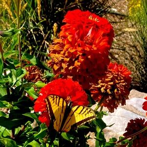 Meet your Posher, Sheena